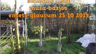 41 Cz. 2 Ścinanie liści musa basjoo , ensete glaucum 25 10 2014
