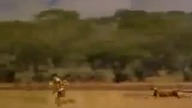 cheetah vs.  human