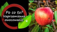 Natura jest głupia? - naprzemienne owocowanie.