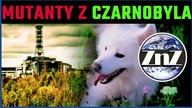 ZMUTOWANE psy z Czarnobyla to EWENEMENT!