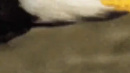 POLSKI HARD STYLE #bzlCRMC