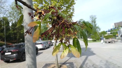 Klon czerwony  Acer rubrum