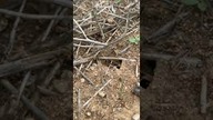 Anthill