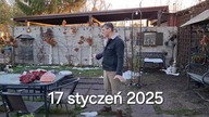 Kury, słońce i parę minut na zielonym * 17.  01.  2025