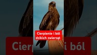 Czy natura jest tak okrutna, jak się wydaje?