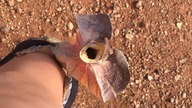 W Australii nawet na jaszczurki trzeba uważać