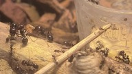 Co słychać u moich koloni mrówek 