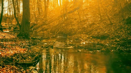 Forest Secret; Ukryty strumień, który Cię oczaruje 4K (dźwięki wody i śpiew ptaków)