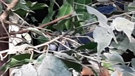 Victoria Crowned Pigeon & Nicobar Pigeon resting