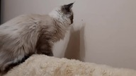 Little predator on the hunt for bugs