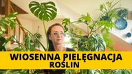 Wiosenna PIELĘGNACJA roślin domowych  Jak dbać o domowe rośliny doniczkowe na początku wiosny?