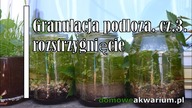 Granulacja podłoża rozstrzygniecie testu cz. 3