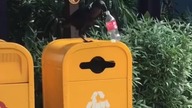 Ptaki uczą recyklingu
