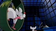 Pinky i M&oacute;zg 12 (Dubbing PL)
