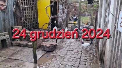 Sprzątanie wybiegu dla kur * 24. 12. 2024 * cleaning the chicken run