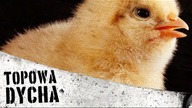10 faktów, które zrobią z ciebie wegetarianina [TOPOWA DYCHA]