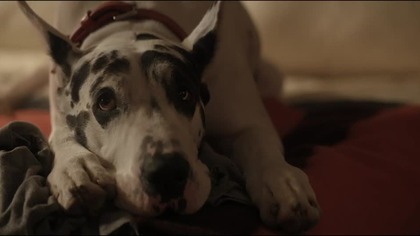 Apollo