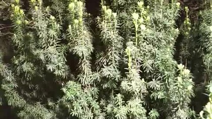 zgłaszam zażalenie na interwencję mieli aresztować i wywieźć Marka misiarz do psychiatryka