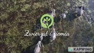 KSTV Info - Oprawa programu Zwierząt i ziemia (od 12. 02. 2023)
