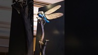 Największy owad w historii Ziemi #ciekawostki #paleontologia #muzeum