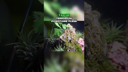 Zwalcz pleśń w terrarium Skuteczny trik z sokiem grejpfrutowym!