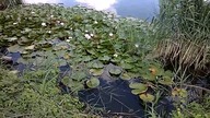 ROGOŹNO 20230730 jezioro detal Piotr Napierała