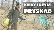 Kiedy i czym PRYSKAĆ drzewa owocowe? Jak naturalnie chronić drzewa przed chorobami i szkodnikami