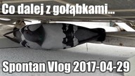 Co dalej z gołąbkami ... Spontan Vlog 2017-04-29 | Świat Seby