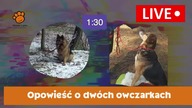 Opowieść o dwóch owczarkach.