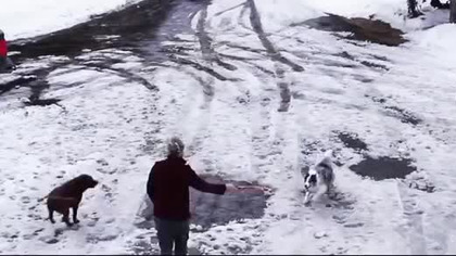 Border Collie ratuje Chihuahuae przed rozjechaniem