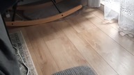 Sprawdzamy poparcie dla Premiera Tuska ( ankieta)