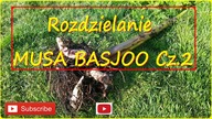 #224 Cz. 2 Oddzielanie odrostów bananowca musa basjoo.