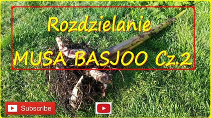 #224 Cz. 2 Oddzielanie odrostów bananowca musa basjoo.