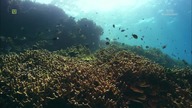 Wielki Pacyfik Żarłoczny ocean, odc.  4