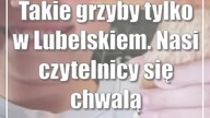 Takie grzyby tylko w Lubelskiem.  Nasi czytelnicy się chwalą