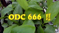 Zwiastun odcinka 666 (Diabli z tym. ) Bedzie za około 2/3h (18 minutowy)