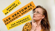 Jak uratować ZMARŹNIĘTĄ roślinę, jaki oprysk na grzyba, czym nawozić awokado i in.  Roślinne Q&A 