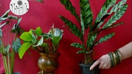 Dlaczego liście kalatei żółkną, brązowieją? Kalatea - choroby, szkodniki, uprawa i pielęgnacja