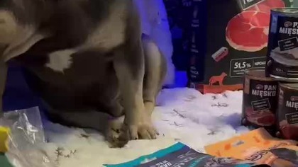 Secik i pan mięsko.