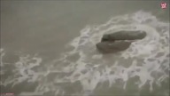 Compilation Of Marine Cryptids And Underwater Beings