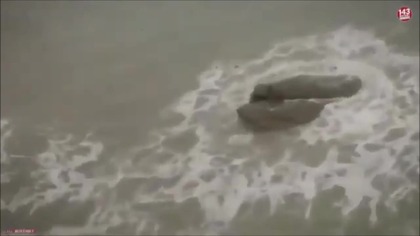 Compilation Of Marine Cryptids And Underwater Beings