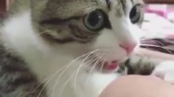 Kitten mannequin challenge
