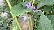 Clematis CASANDRA (bylinowy) #clematisy
