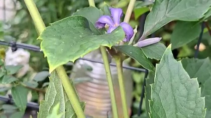 Clematis CASANDRA (bylinowy) #clematisy