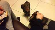 Moje jamniki Bax & Beti