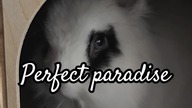 Perfect eyes  #sweet #adorable #bunny #dwarfrabbit #cute #pets #imaginedragons #beutifull #rabbit