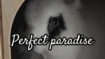 Perfect eyes  #sweet #adorable #bunny #dwarfrabbit #cute #pets #imaginedragons #beutifull #rabbit