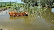 Highland Cattle i Konik Polski - nasze ekologiczne kosiarki
