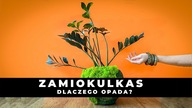 Dlaczego łodygi zamiokulkasa opadają ? Dlaczego ZAMIOKULKAS pokłada się na boki? Jak to naprawić ?