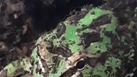 Horned Frog swallowing a superworm 
